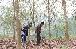 Cây cao su ở xã Lùng Thàng